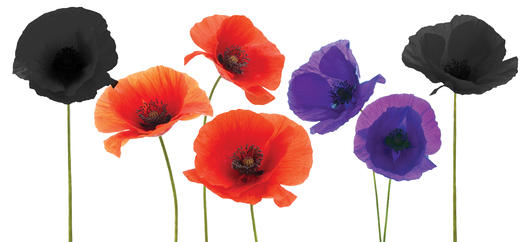 Lambeth marks Remembrance Sunday with ceremonies across the borough