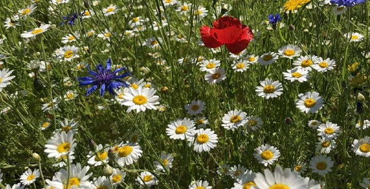 Wildflowers Clapham Common