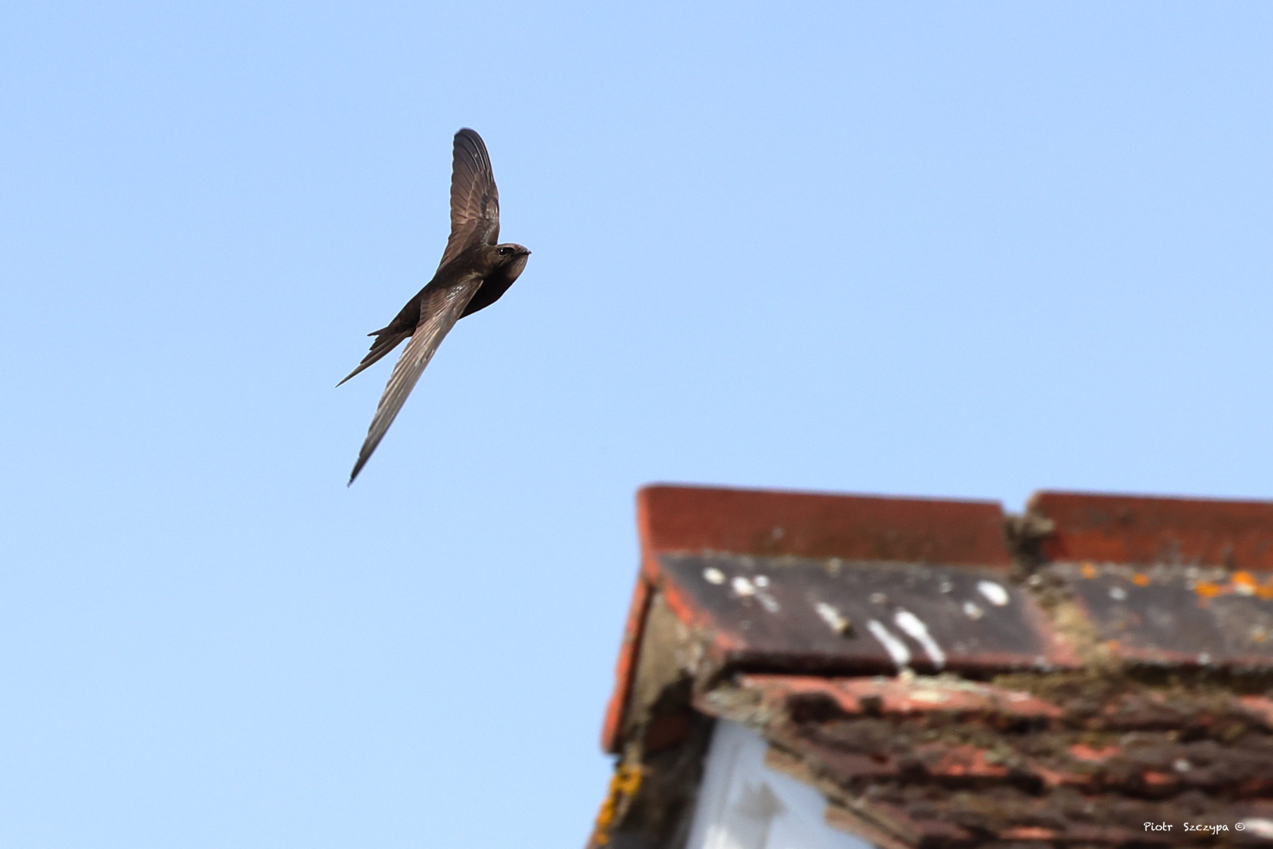 Lambeth: Supporting the swift population thrive