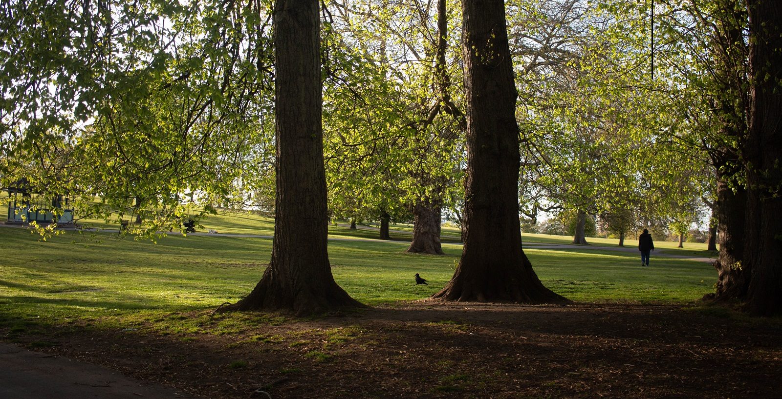 Brockwell Park - light shining through trees