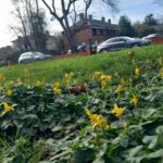 lesser celandines planted to create a 'Bee Road' by the A204