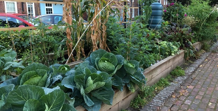 Edmundsbuty Estate community garden pic by Incredible Edible Lambeth