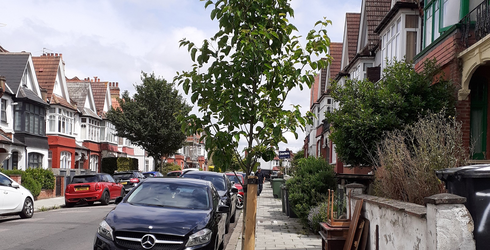 street tree with watering bag