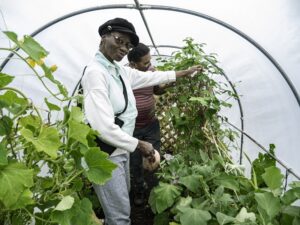 Streatham Community Gardens - woman in greenhouse 