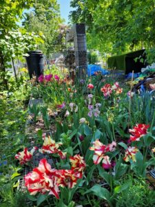 Blooming Lambeth - spring bulbs in flower