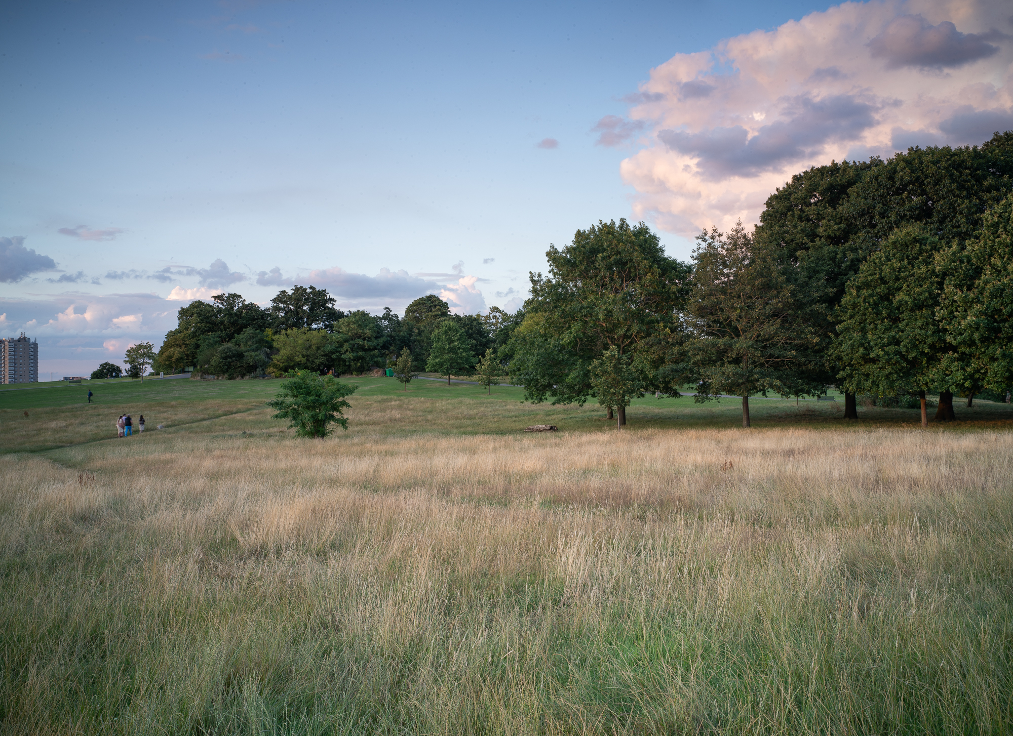 Statement: Removal of dead or dying trees in Brockwell Park