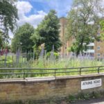 Bee-friendly Vipers Bugloss growing on Weir Estate Lambeth