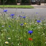 Cornflowers and poppies growing in unmowed grass 