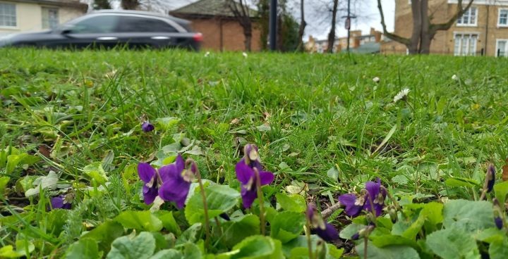 Turf replaced with dog violets on a Lambeth roadside