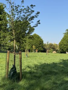 New trees planted in Brockwell park